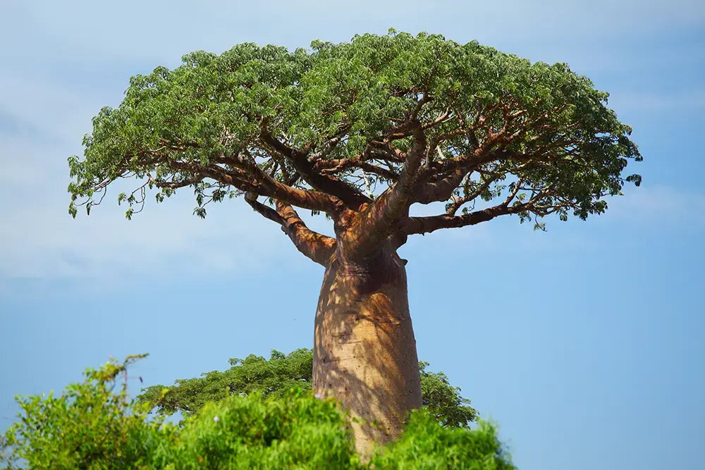 The Benefits of Baobab Oil for Skin Health: A Look at Epoch Baobab Body Butter